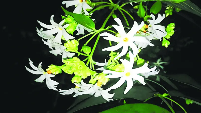 পারিজাতের মধুর গন্ধ পাও কি... পারিজাতের মধুর গন্ধ পাও কি...