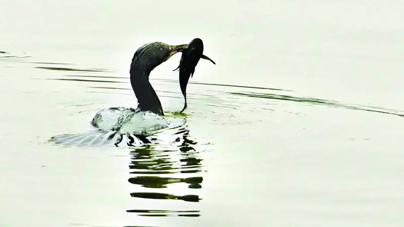 পাখি হয়েও সাঁতরে জলের গভীরে যেতে সক্ষম পাখি হয়েও সাঁতরে জলের গভীরে যেতে সক্ষম