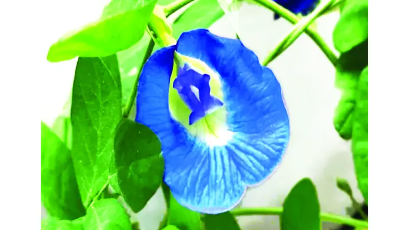 নীলকণ্ঠ হব বলে বসে আছি... নীলকণ্ঠ হব বলে বসে আছি...