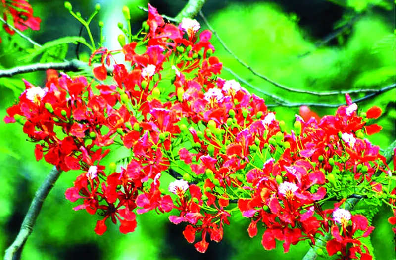 সোনালু কৃষ্ণচূড়া আর জারুলে শোভিত গ্রীষ্মের স্বর্ণালি সৌন্দর্য সোনালু কৃষ্ণচূড়া আর জারুলে শোভিত গ্রীষ্মের স্বর্ণালি সৌন্দর্য