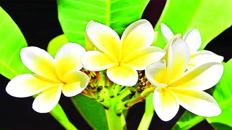 সাদা পাপড়ির ওপর হলুদের ছোঁয়া, মায়াবি মিষ্টি গন্ধ সাদা পাপড়ির ওপর হলুদের ছোঁয়া, মায়াবি মিষ্টি গন্ধ