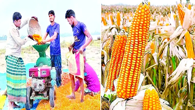 সারি সারি সোনালি ভুট্টার খেত যেন একরাশ কাঁচা সোনা সারি সারি সোনালি ভুট্টার খেত যেন একরাশ কাঁচা সোনা