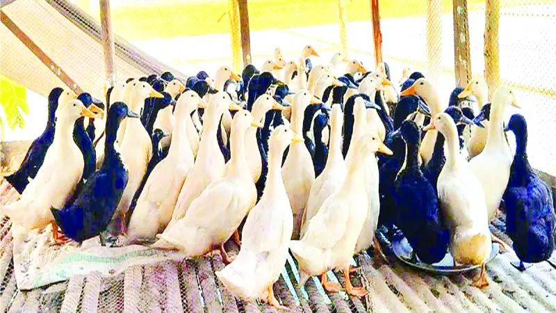 তই তই তই... হারিয়ে যাওয়া ছড়ায় ফিরছে নতুন প্রজাতির বাউ-ডাক হাঁস তই তই তই... হারিয়ে যাওয়া ছড়ায় ফিরছে নতুন প্রজাতির বাউ-ডাক হাঁস