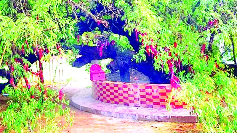 ঘাটাইলে সুপ্রাচীন তমাল গাছ ঘিরে হাজারো ভক্তের উচ্ছ্বাস ঘাটাইলে সুপ্রাচীন তমাল গাছ ঘিরে হাজারো ভক্তের উচ্ছ্বাস