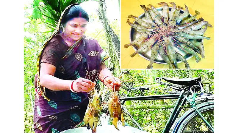 কুড়িগ্রামে মৎস্য চাষিদের মনে আশার আলো কুড়িগ্রামে মৎস্য চাষিদের মনে আশার আলো