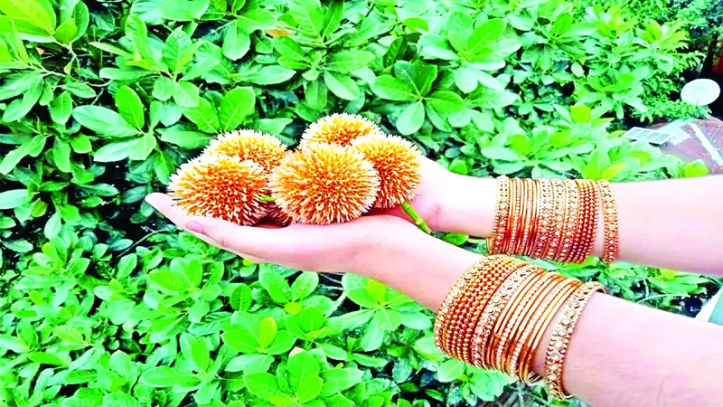 গন্ধ সৌন্দর্যে অতুলনীয় সবুজ পাতার মধ্যে সাদা-হলুদ মঞ্জরি গন্ধ সৌন্দর্যে অতুলনীয় সবুজ পাতার মধ্যে সাদা-হলুদ মঞ্জরি