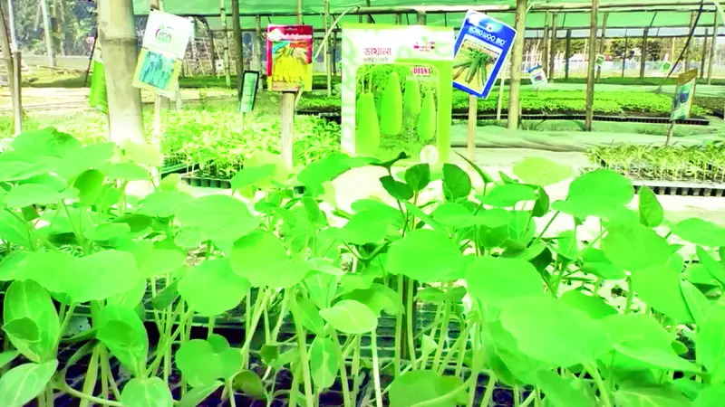 কীটনাশকমুক্ত নিরাপদ সবজিতে বেশি ফলন ও কর্মসংস্থান কীটনাশকমুক্ত নিরাপদ সবজিতে বেশি ফলন ও কর্মসংস্থান