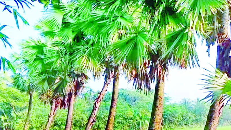 ভোলায় দিন দিন কমছে তাল গাছ, পরিবেশ বির্পযয়ের আশঙ্কা ভোলায় দিন দিন কমছে তাল গাছ, পরিবেশ বির্পযয়ের আশঙ্কা