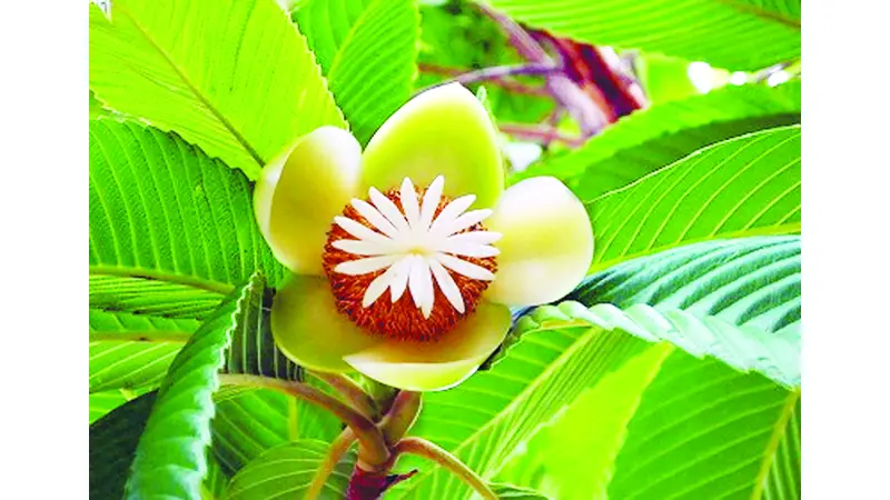 দৃষ্টি নন্দন ভেষজ গুণসম্পন্ন রাতে ফুটে দিনেই ঝরে যায় পাপড়ি
