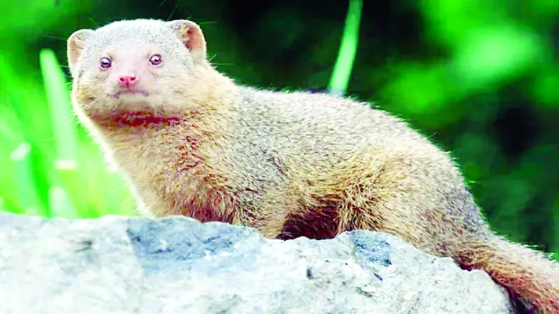 বন্যপ্রাণীর প্রতি ভালোবাসার বিরল দৃষ্টান্ত