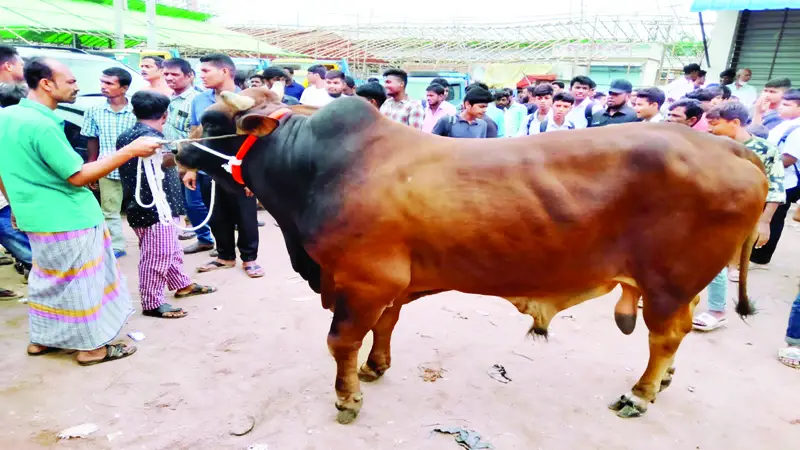 কোরবানির পশু কিনতে গিয়ে হয়রানির শিকার হলে জানান কোরবানির পশু কিনতে গিয়ে হয়রানির শিকার হলে জানান