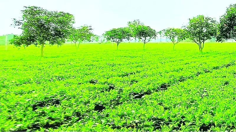 উত্তরাঞ্চলের দারিদ্র্য বিমোচনে ভূমিকা রাখছে উত্তরাঞ্চলের দারিদ্র্য বিমোচনে ভূমিকা রাখছে