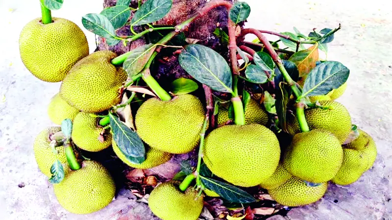 বায়ান্ন বাজার তপ্পিান্ন গলি বায়ান্ন বাজার তপ্পিান্ন গলি