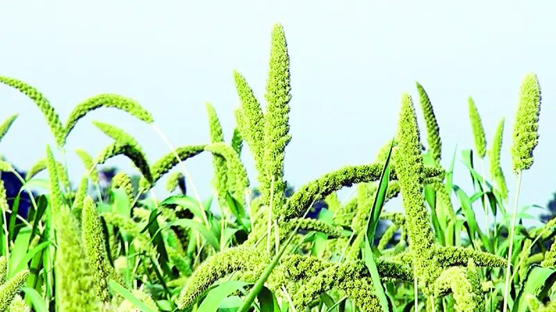 হারিয়ে যাচ্ছে কুড়িগ্রামের জনপ্রিয় অর্থকরী ফসল কাউন হারিয়ে যাচ্ছে কুড়িগ্রামের জনপ্রিয় অর্থকরী ফসল কাউন