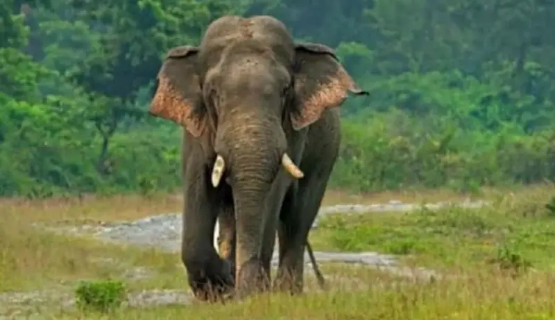 বন্য হাতির আক্রমণে গর্ভবতী নারীর মৃত্যু বন্য হাতির আক্রমণে গর্ভবতী নারীর মৃত্যু