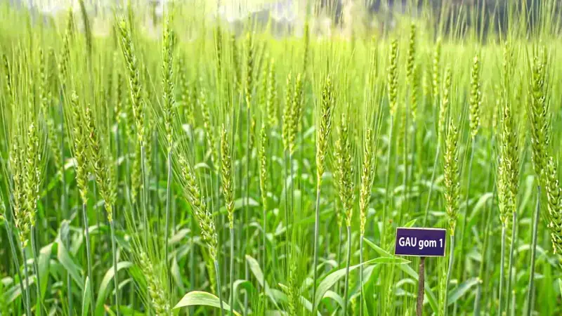দেশে প্রথম উচ্চ লবণ সহিষ্ণু গমের জাত উদ্ভাবন