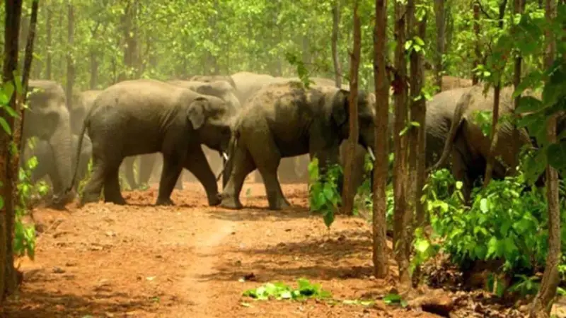 ঝিনাইগাতীতে মাত্র দেড় ঘন্টার ব্যবধানে বন্য হাতির আক্রমণে দুইজন নিহত ঝিনাইগাতীতে মাত্র দেড় ঘন্টার ব্যবধানে বন্য হাতির আক্রমণে দুইজন নিহত