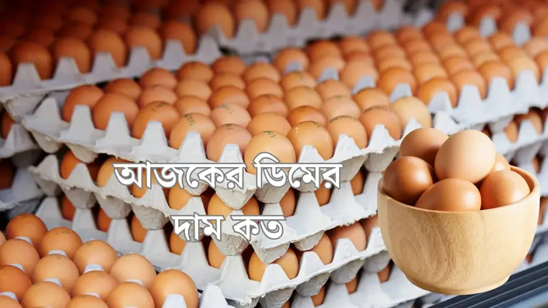 ডিমের দাম ১২, বাচ্চার পিস ৫ টাকা ডিমের দাম ১২, বাচ্চার পিস ৫ টাকা