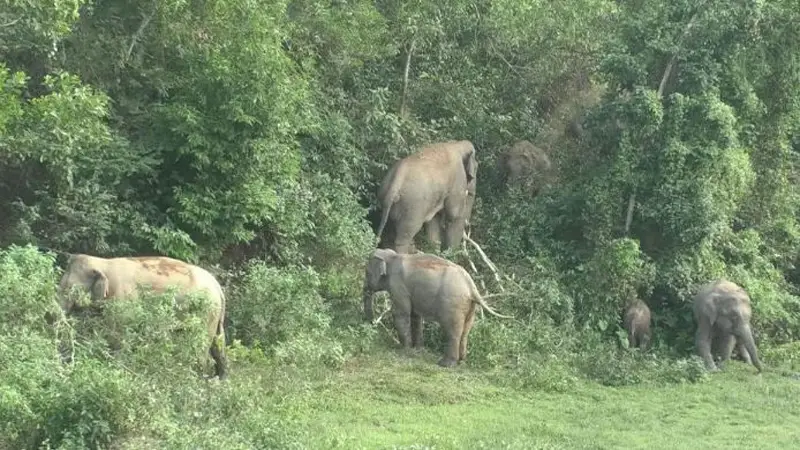 গারো পাহাড়ে আজও গড়ে ওঠেনি অভয়ারণ্য গারো পাহাড়ে আজও গড়ে ওঠেনি অভয়ারণ্য