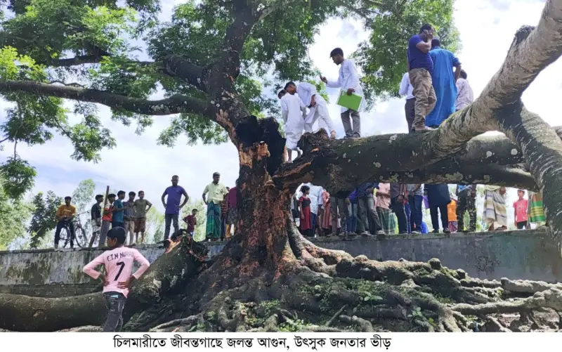 চিলমারীতে জীবন্ত গাছে দাউ দাউ করে জ্বলছে আগুন, উৎসুক জনতার ভীড়