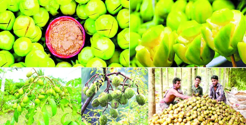 ভিটামিন সির আধার পুষ্টি ও ভেষজগুণে ভরপুর ভিটামিন সির আধার পুষ্টি ও ভেষজগুণে ভরপুর