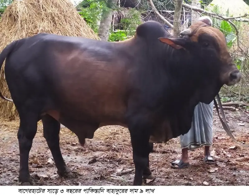 বাগেরহাটে সাড়ে ৩ বছরের পাকিস্তানি বাহাদুরের দাম ৯ লাখ বাগেরহাটে সাড়ে ৩ বছরের পাকিস্তানি বাহাদুরের দাম ৯ লাখ