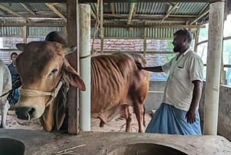 ১০ লাখ টাকায় বিক্রির অপেক্ষায় ‘শাহজাদা’, ওজন এক হাজার কেজি ১০ লাখ টাকায় বিক্রির অপেক্ষায় ‘শাহজাদা’, ওজন এক হাজার কেজি