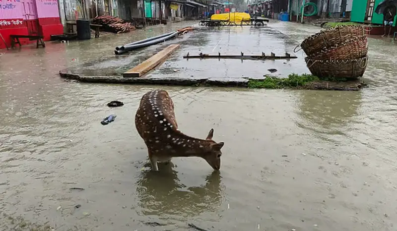 জোয়ারে তলিয়ে গেছে নিঝুম দ্বীপ, রাস্তায় ঘুরে বেড়াচ্ছে হরিণ! জোয়ারে তলিয়ে গেছে নিঝুম দ্বীপ, রাস্তায় ঘুরে বেড়াচ্ছে হরিণ!