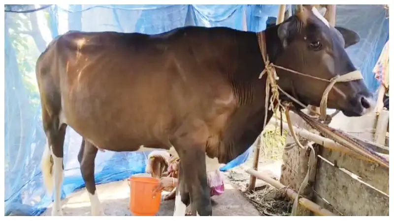 গর্ভধারণ না করেই দুধ দিচ্ছে বাছুর, এলাকায় চাঞ্চল্য