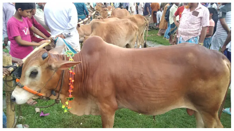 হাটে বাড়ছে ক্রেতা-বিক্রেতার ভিড়, কোরবানির জন্য প্রস্তুত ১৬ হাজার ১৭১টি গরু হাটে বাড়ছে ক্রেতা-বিক্রেতার ভিড়, কোরবানির জন্য প্রস্তুত ১৬ হাজার ১৭১টি গরু