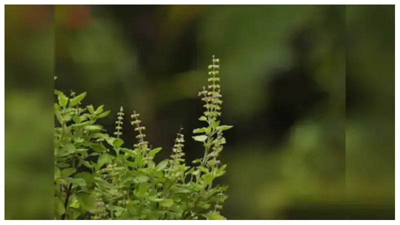 ফুসফুস ভালো রাখতে রোজকার খাওয়াদাওয়ায় তুলসী মেশান – সহজ ৩টি উপায় ফুসফুস ভালো রাখতে রোজকার খাওয়াদাওয়ায় তুলসী মেশান – সহজ ৩টি উপায়