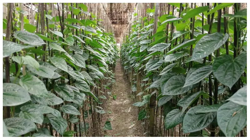 পান পাতা প্রকৃতপক্ষে নগদ টাকা! পান পাতা প্রকৃতপক্ষে নগদ টাকা!