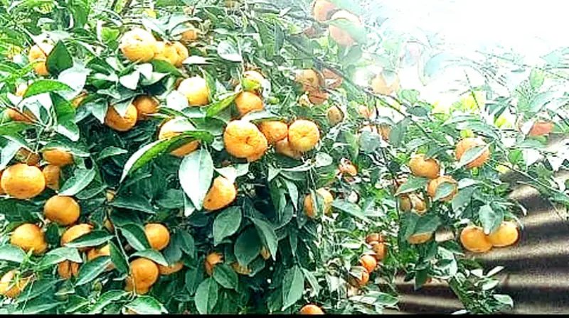 বকশীগঞ্জের পাহাড়ী জনপদে জনপ্রিয় হচ্ছে কমলার চাষ বকশীগঞ্জের পাহাড়ী জনপদে জনপ্রিয় হচ্ছে কমলার চাষ