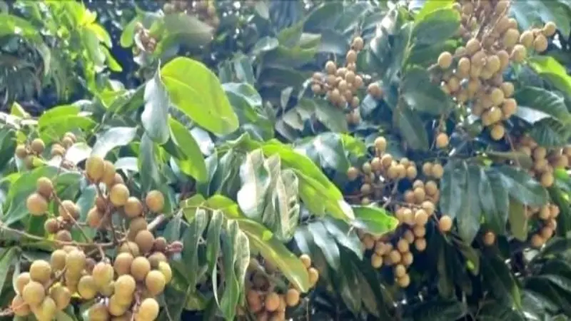 পাইকগাছায় আঁশফলের বাম্পার ফলন, বাজারে বেড়েছে চাহিদা পাইকগাছায় আঁশফলের বাম্পার ফলন, বাজারে বেড়েছে চাহিদা
