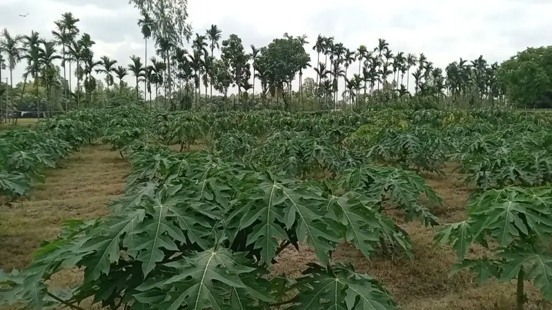 গাইবান্ধায় পেপে চাষে সফল তরুণ উদ্যোক্তা জ্ঞান চন্দ্র গাইবান্ধায় পেপে চাষে সফল তরুণ উদ্যোক্তা জ্ঞান চন্দ্র
