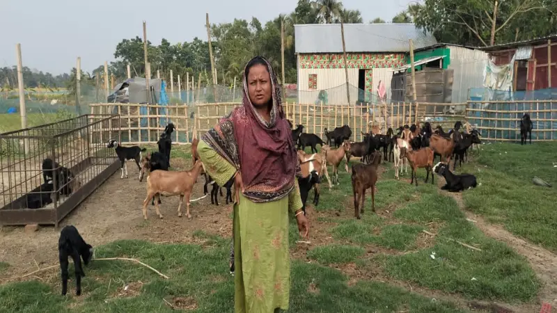 তাসলিমার স্বপ্নযাত্রা এখন শত ছাগলের খামার তাসলিমার স্বপ্নযাত্রা এখন শত ছাগলের খামার