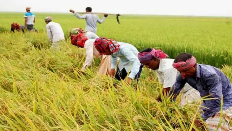 ফেনীতে বোরো আবাদে বাম্পার ফলন: কৃষকের মুখে হাসি ফেনীতে বোরো আবাদে বাম্পার ফলন: কৃষকের মুখে হাসি