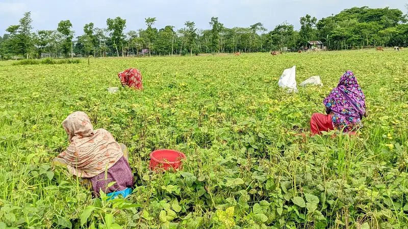 পটুয়াখালীতে মুগ ডালের বাম্পার ফলন, দেশ ছাড়িয়ে যাচ্ছে বিদেশে পটুয়াখালীতে মুগ ডালের বাম্পার ফলন, দেশ ছাড়িয়ে যাচ্ছে বিদেশে