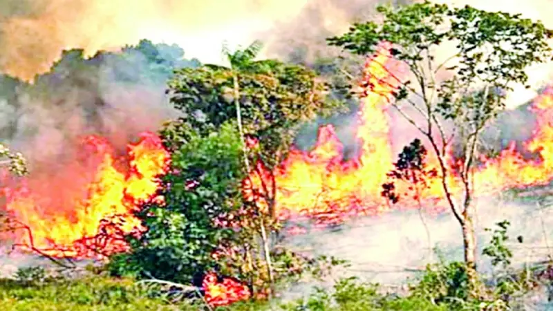 বারবার কেন আগুনে পোড়ে সুন্দরবন বারবার কেন আগুনে পোড়ে সুন্দরবন