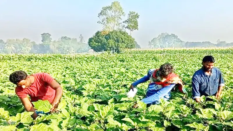 সবজির দামে ক্রেতা খুশি- হতাশ কৃষক সবজির দামে ক্রেতা খুশি- হতাশ কৃষক