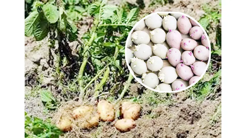 কৃষক পর্যায়ে আলুবীজ সরবরাহ বাড়ানো চাই কৃষক পর্যায়ে আলুবীজ সরবরাহ বাড়ানো চাই