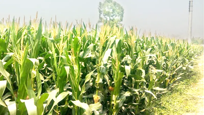 চরাঞ্চলে ভুট্টার আবাদ চরাঞ্চলে ভুট্টার আবাদ