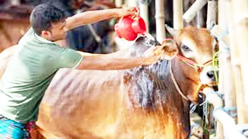 নিয়ম মেনে কোরবানি