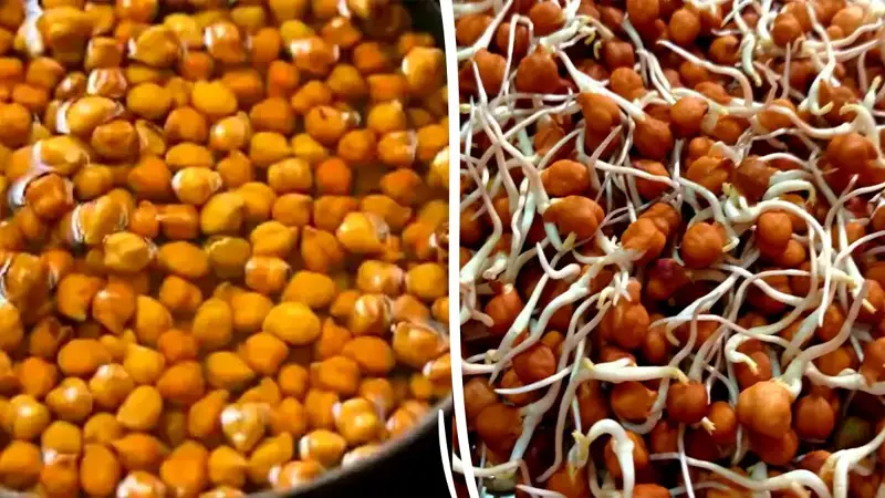 যদি সুস্থ থাকতে চান প্রতিদিন ভেজানো ছোলা খান যদি সুস্থ থাকতে চান প্রতিদিন ভেজানো ছোলা খান