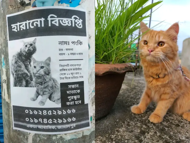 বিড়ালের জন্য থানায় জিডি, পুরস্কার ঘোষণা! শহরজুড়ে আলোচনায় ‘পংকি’ বিড়ালের জন্য থানায় জিডি, পুরস্কার ঘোষণা! শহরজুড়ে আলোচনায় ‘পংকি’