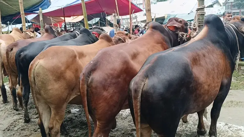 চাঁদপুরের মতলবে জমজমাট ১৯টি কোরবানির পশুর হাট, ভিড় করছেন হাজারো ক্রেতা চাঁদপুরের মতলবে জমজমাট ১৯টি কোরবানির পশুর হাট, ভিড় করছেন হাজারো ক্রেতা