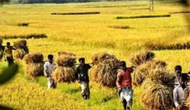 মানিকগঞ্জে ক্লান্তিহীন পরিশ্রমে উৎসবের আমেজ মানিকগঞ্জে ক্লান্তিহীন পরিশ্রমে উৎসবের আমেজ