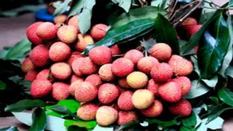 জিআই স্বীকৃতি পাওয়া বেদানা লিচুর সুনাম বিশ্বজুড়ে জিআই স্বীকৃতি পাওয়া বেদানা লিচুর সুনাম বিশ্বজুড়ে
