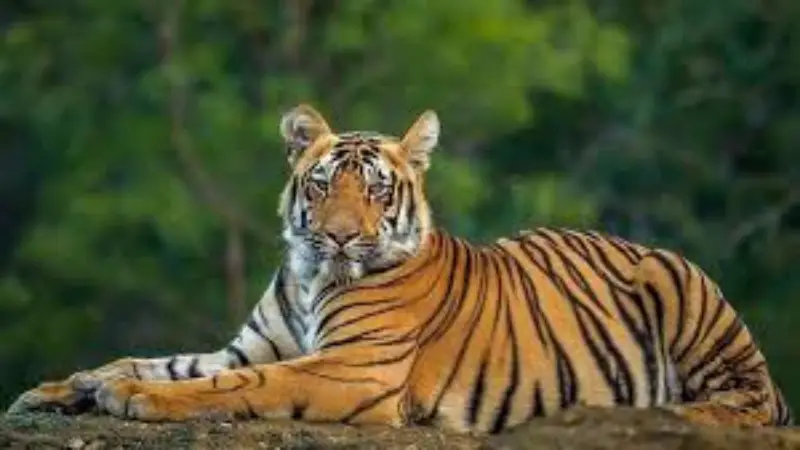 বিশ্ব বাঘ দিবস ২০২৫: সুন্দরবনের রাজা আজও অস্তিত্ব সংকটে বিশ্ব বাঘ দিবস ২০২৫: সুন্দরবনের রাজা আজও অস্তিত্ব সংকটে