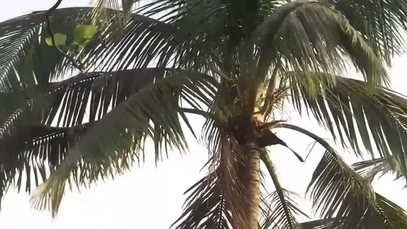 নারিকেল গাছের পাতায় অজানা জীবাণু নারিকেল গাছের পাতায় অজানা জীবাণু